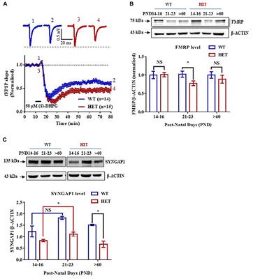 Differential Regulation of Syngap1 Translation by FMRP Modulates eEF2 Mediated Response on NMDAR Activity